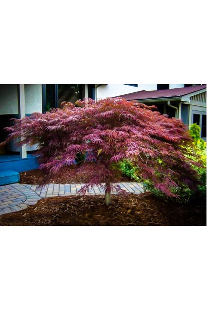 Acer palmatum Inaba-shidare